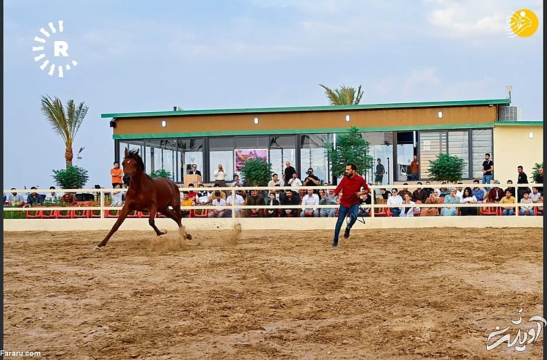 (تصاویر) نمایش اسبهای اصیل عرب در کردستان عراق